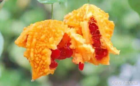 癞葡萄的种植方法和时间,癞葡萄怎么种植