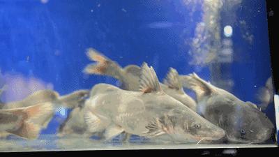 顺义鱼最好吃的做法,天津美食鱼的n种销魂吃法