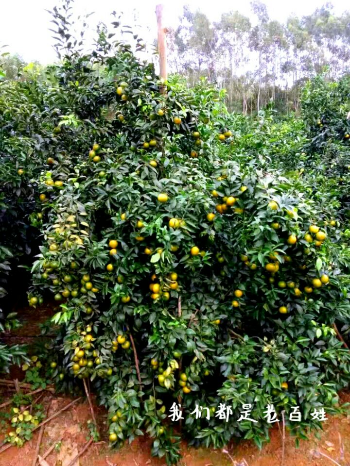 沃柑真的走不动吗,沃柑已接近尾声了