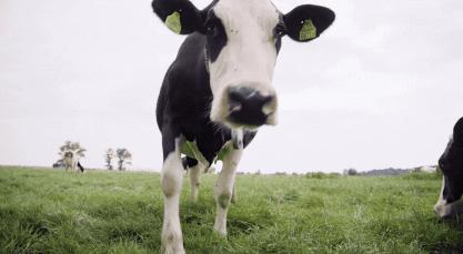 各国争抢全球黄金奶源带，网友评论：别争了，都在天猫国际呢！