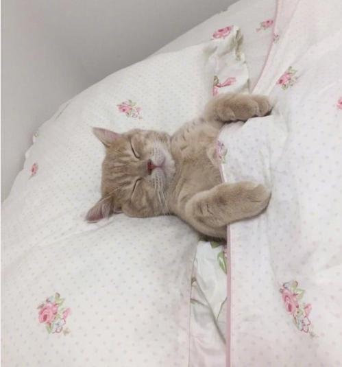 给猫咪敷面膜,猫咪面膜