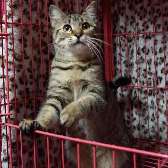 上海嘉定哪里有免费领养狗,瑶海区附近最近的宠物领养