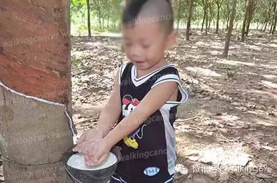 泰国天然乳胶枕头了解多少！