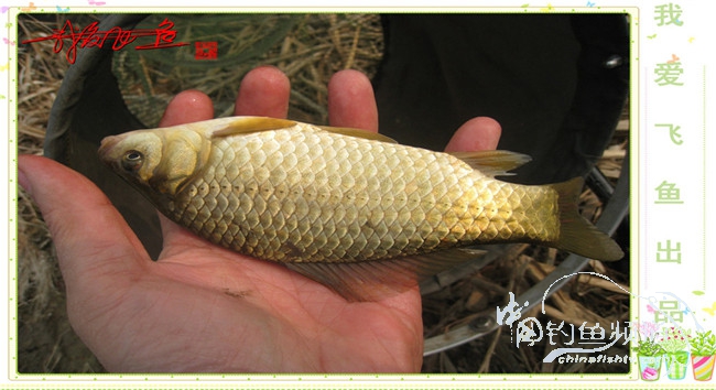 2016之我爱飞鱼觅得好钓点