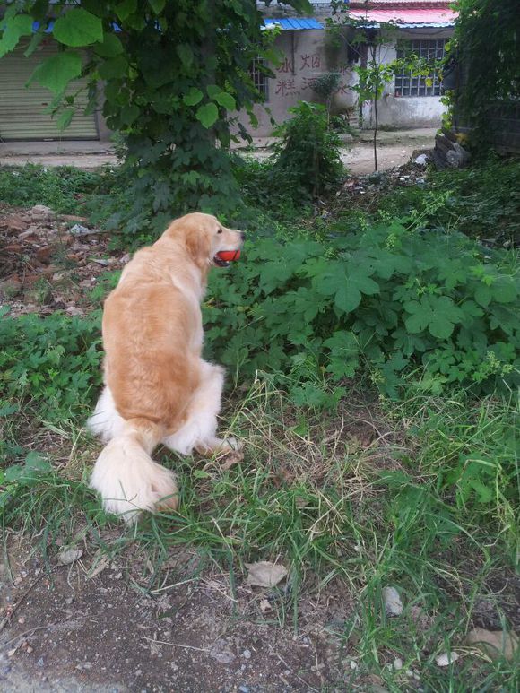 金毛怎么训练定点大小便,怎么训练大金毛狗狗大小便