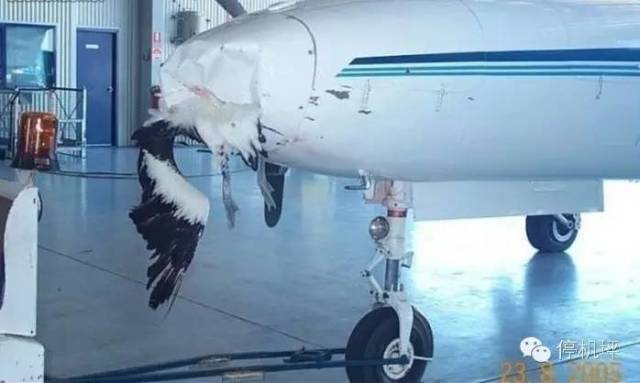 飞机：你赔我鼻子！鸟：妈的智障