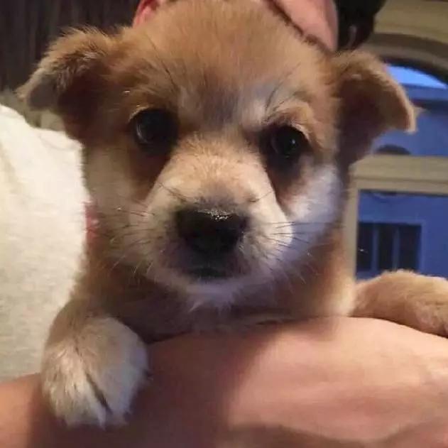 2022上海宠物领养中心官网,上海宠物领养日申请领养概率