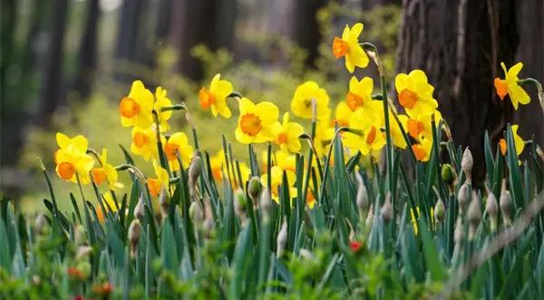 这个周末带孩子去玩,赏花春游好去处花博园