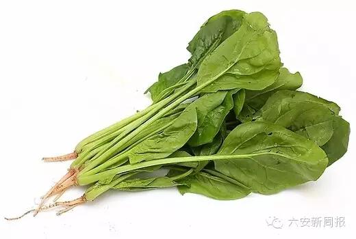 六安最新“野菜宝典”7种野菜，13种时令蔬菜，你都认识吗？