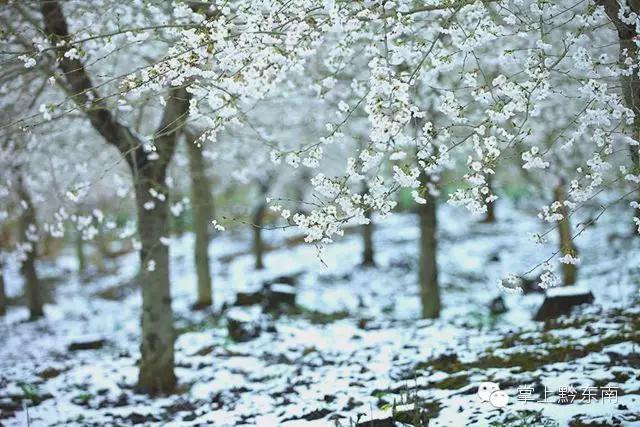 世界观赏樱花的3个地方,看樱花了吗