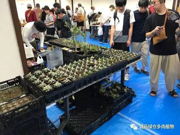 日本特价展会,日本多肉植物博览会
