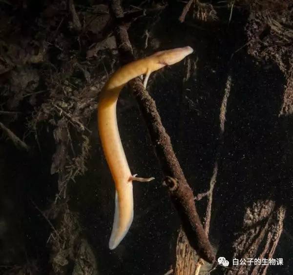 深入海底探寻美人鱼,探秘千米深海邂逅众多神秘生物