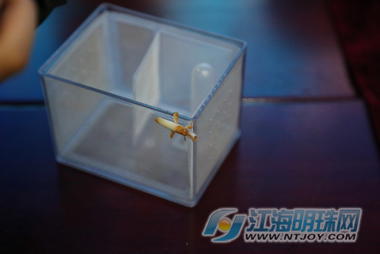 亲近大自然南通博物苑带你走进螳螂的神奇世界