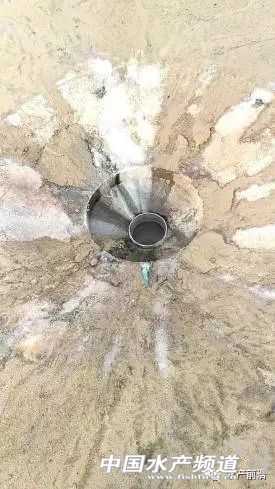 养殖南美白对虾容易出现的问题,养殖南美白对虾有黑皮