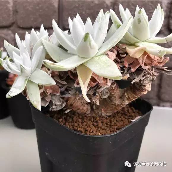 2022年国内多肉展览会,日本限时特卖会