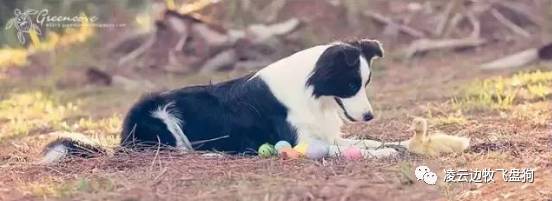 为什么边牧会出现全身一个颜色,边牧鼻子周围皮肤变黑