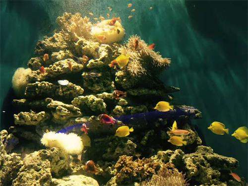 聊城海底世界晚上开放吗,聊城海底世界景区电话