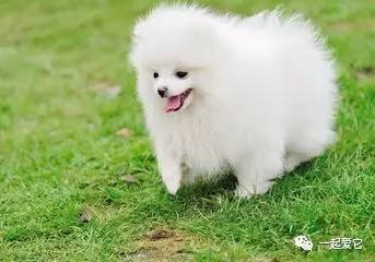 养宠小知识狗狗拉虫子还吐怎么办,养宠小知识幼犬掉毛是什么原因