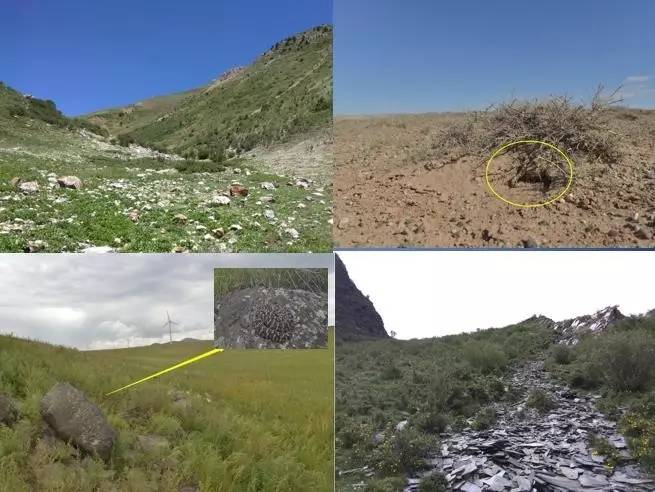 原来，这些救治毒蛇咬伤的方法都不靠谱