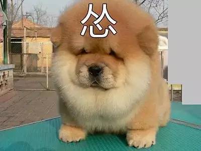 不能笑！因为国宝看了这条新闻能气死