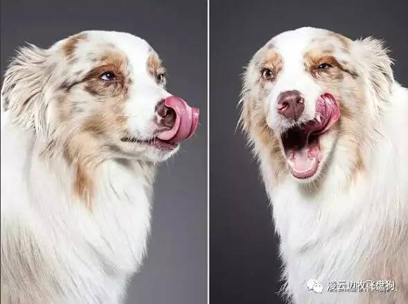 怎么教边牧等待喂食,夏天怎么给边牧降温