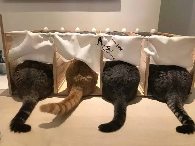 铲屎官帮助猫,铲屎官为防止猫身材走样
