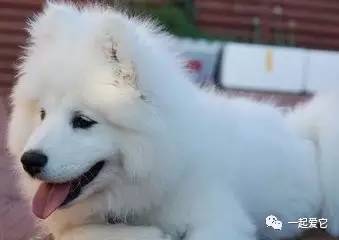 养宠知识宠物狗泪痕怎么处理掉,养宠小知识狗狗拉虫子还吐怎么办