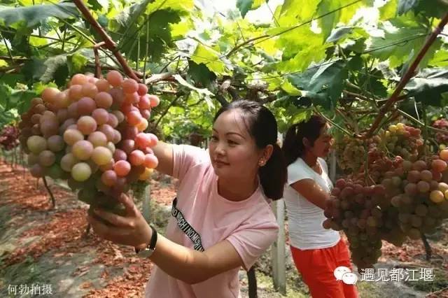 都江堰美景快乐之旅,都江堰特色旅游线路推荐