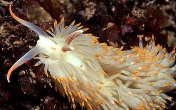 海兔教程,海兔生物图鉴