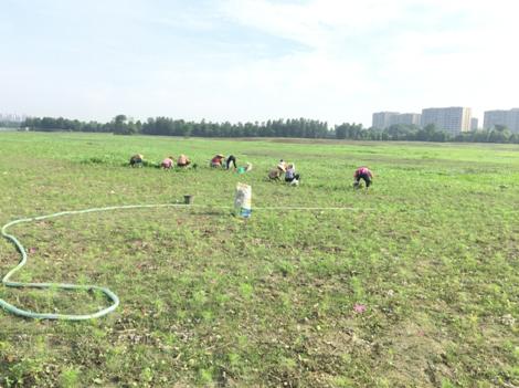 看花何必去婺源,双流看花胜地