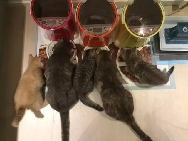 铲屎官给猫做猪饲料,铲屎官帮助猫