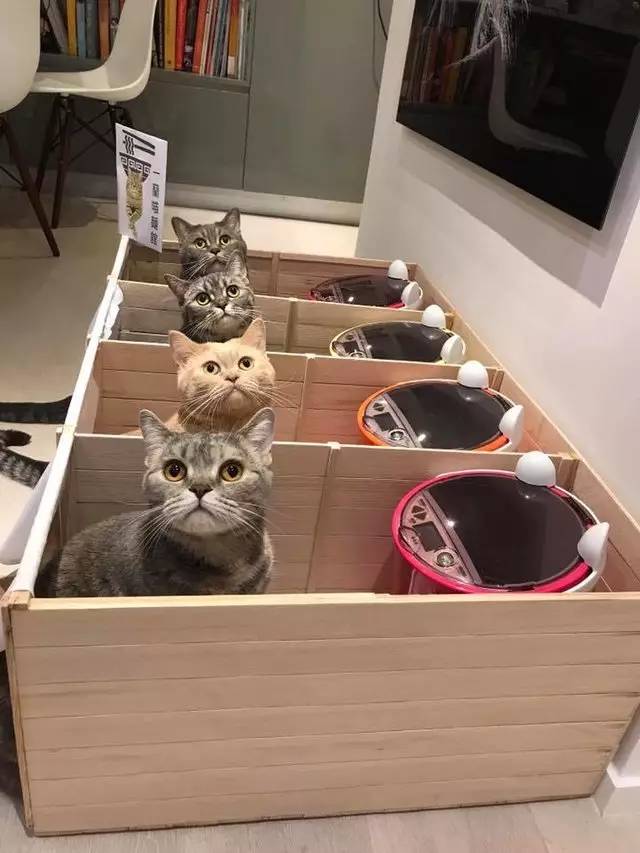 铲屎官帮助猫,铲屎官为防止猫身材走样