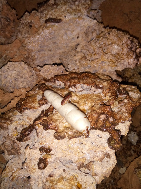 洪雅县白蚁防治所,洪雅国家级重点保护文物