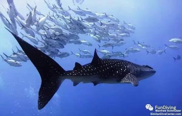 从入门级到朝圣级，船宿该怎么选？