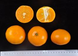 柑橘新品种选育及发展概况,带你认识柑橘新优品种