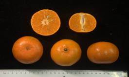 柑橘新品种选育及发展概况,带你认识柑橘新优品种