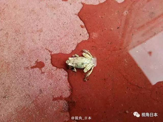 趣闻四则如果直接复印蹲在复印机上的猫奇迹复活的青蛙