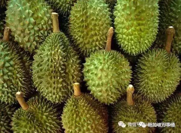 吉隆坡榴莲哪家最好 (吉隆坡榴莲哪里便宜)