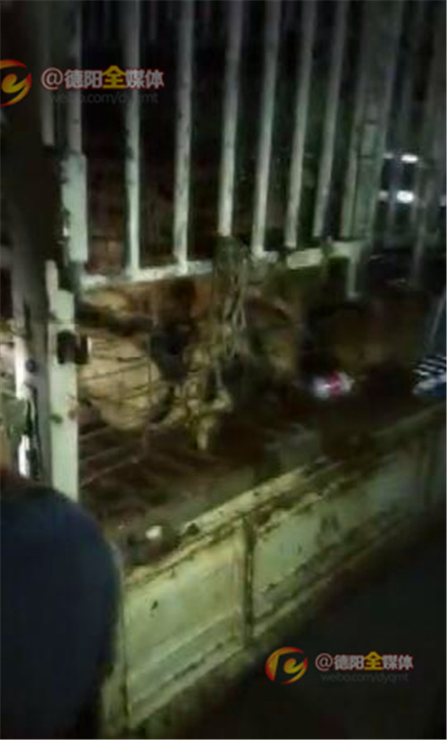 志愿者高速拦车救狗,德阳救助人员