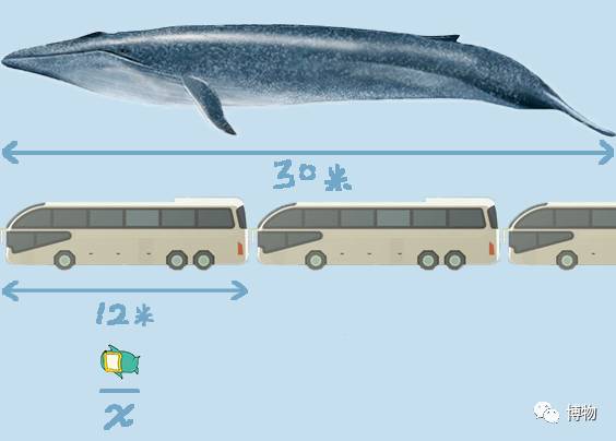 潜艇蓝鲸,蓝鲸与台风级潜艇对比