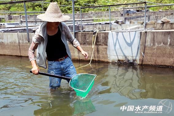 从颗粒无收到年赚百万，一位“农民赛车手”到石斑鱼“老大”的养殖之路
