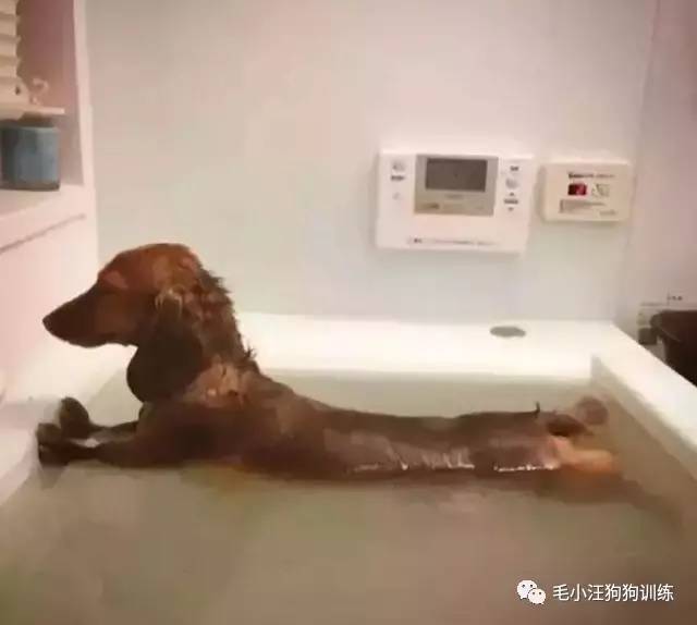 屋里养金毛怎么上厕所,家里养了一只金毛和一只萨摩