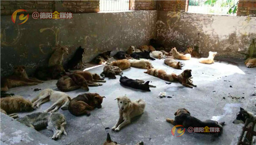 志愿者高速拦车救狗,德阳救助人员