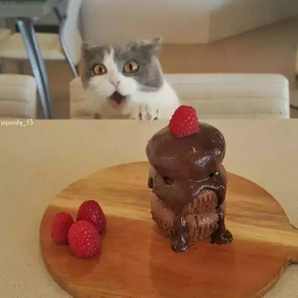 猫馋的喵喵叫怎么办,吃饭时猫咪上餐桌怎么办