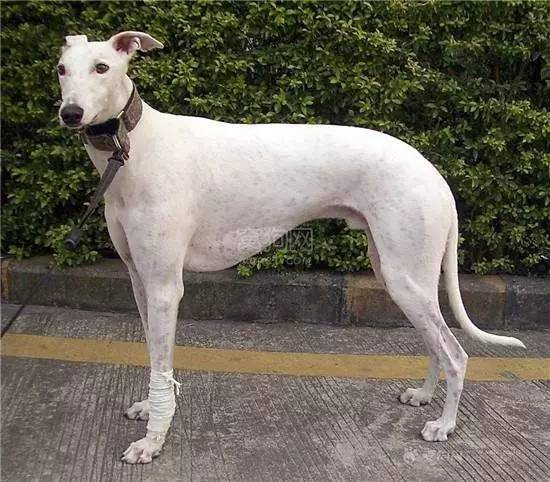 斑点狗长大了还会长出新的斑点吗,斑点狗刚出生的时候是长什么样的