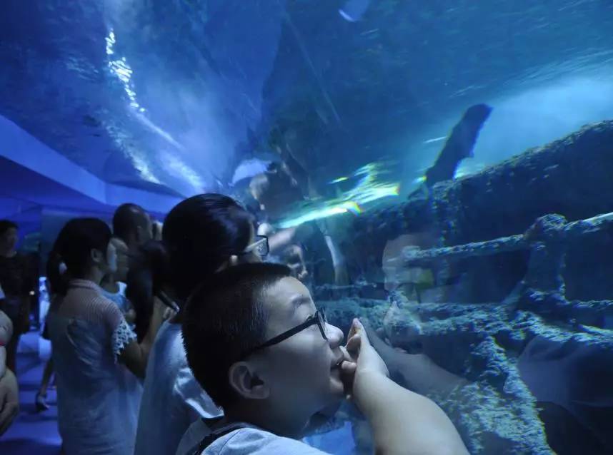 聊城市海底世界,聊城海底世界真实视频