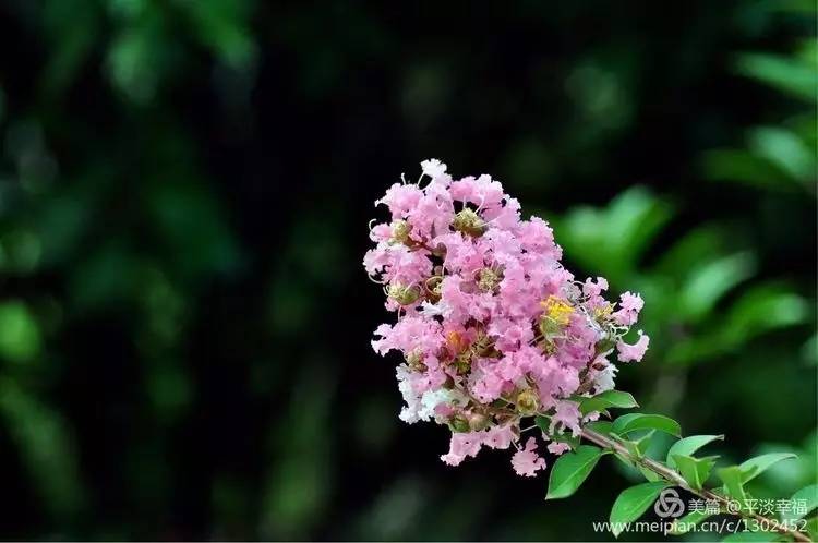 紫薇开花发朋友圈,紫薇树图片朋友圈