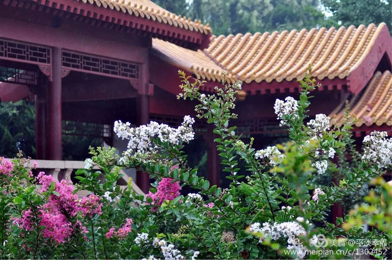 紫薇开花发朋友圈,紫薇树图片朋友圈