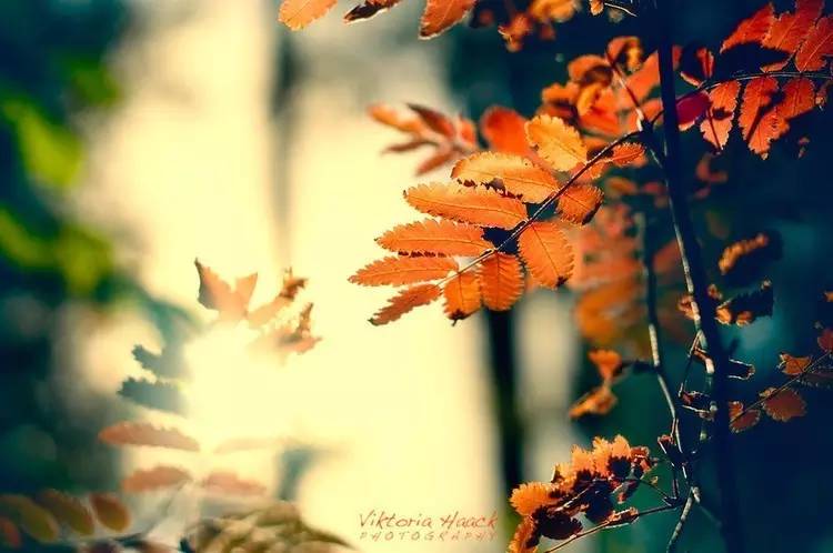 viktor俄罗斯摄影师,摄影师oliviabee时尚人像作品