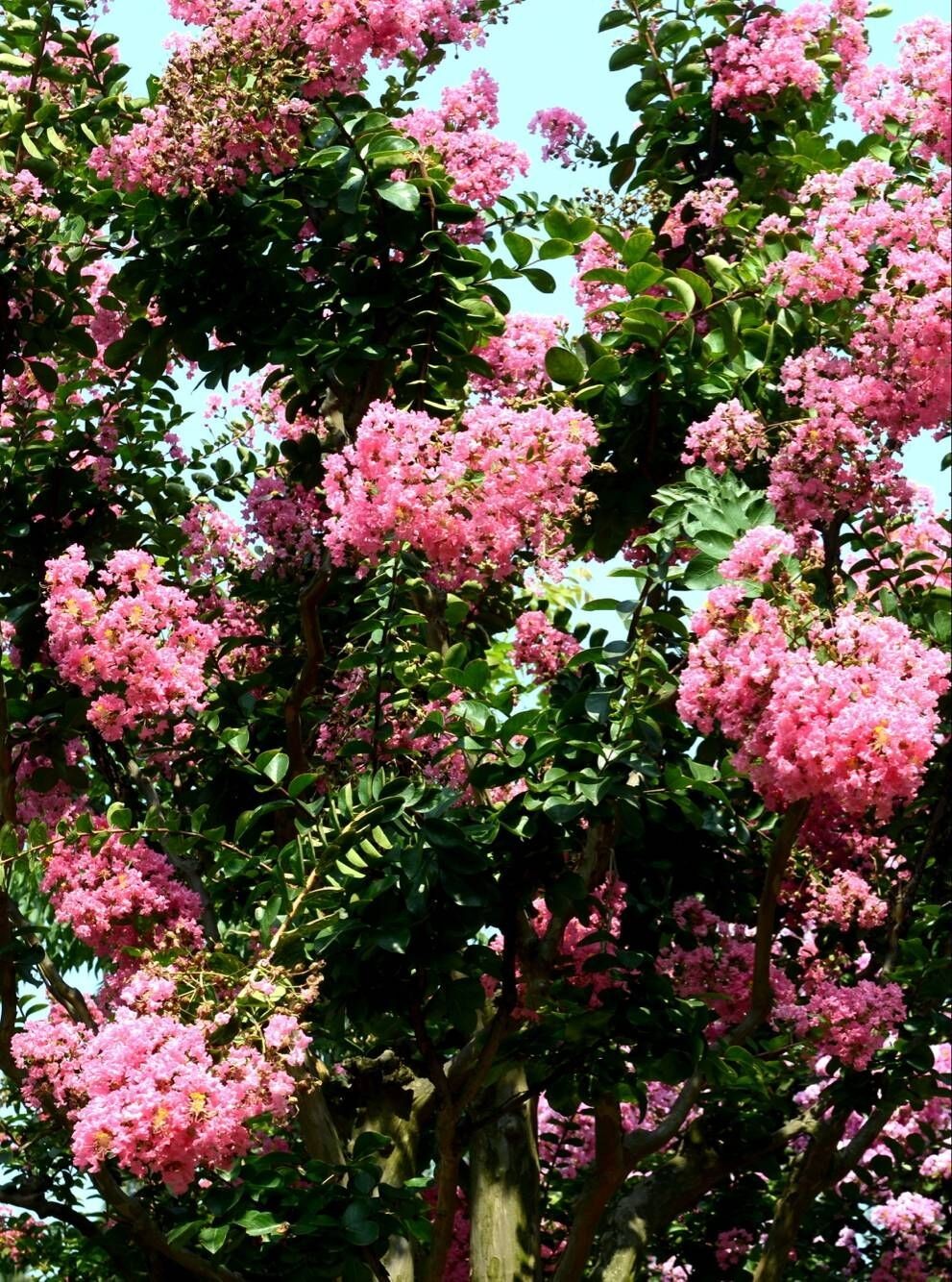 紫薇开花发朋友圈,紫薇树图片朋友圈